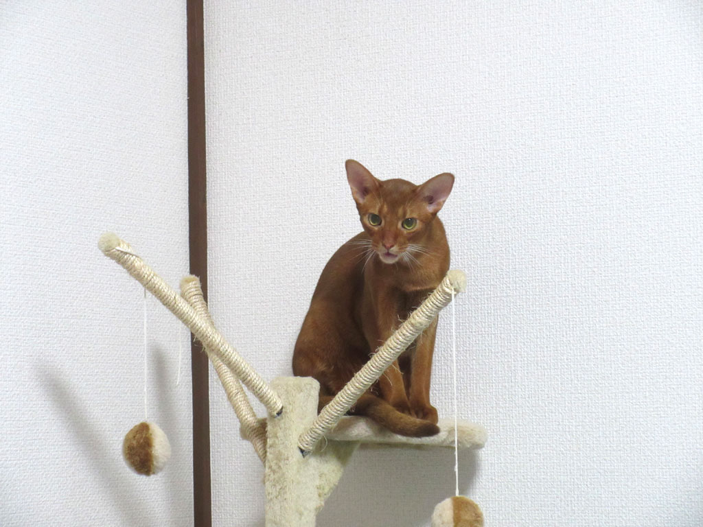 間抜け面なアビシニアン。