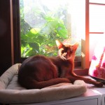 朝日を浴びるアビシニアン。