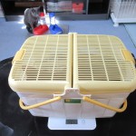 アビのすけの体重測定の風景。