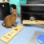 アビのすけとロシ子。