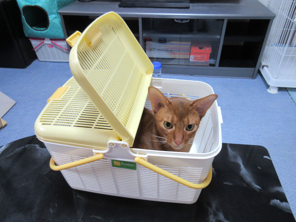 お疲れ様なアビのすけ。