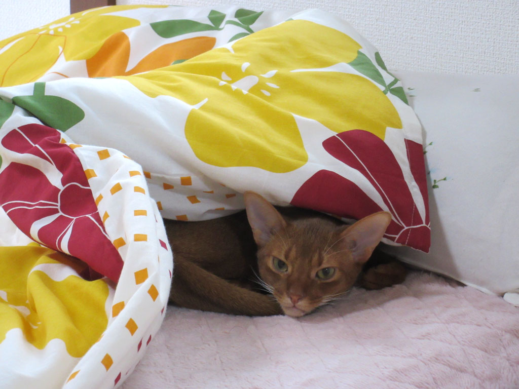 寝起きの顔のアビシニアン。