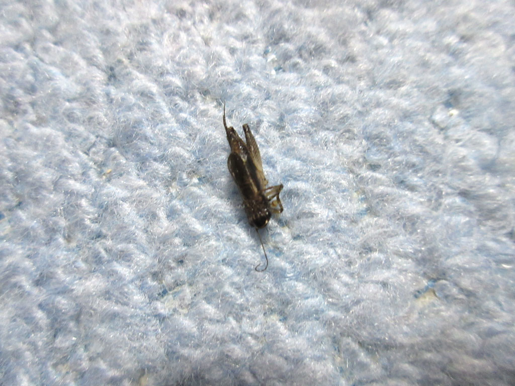 鈴虫がいました。