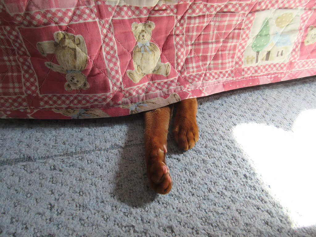 遊び大好きなアビシニアン。