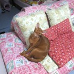 眠そうなアビのすけ。