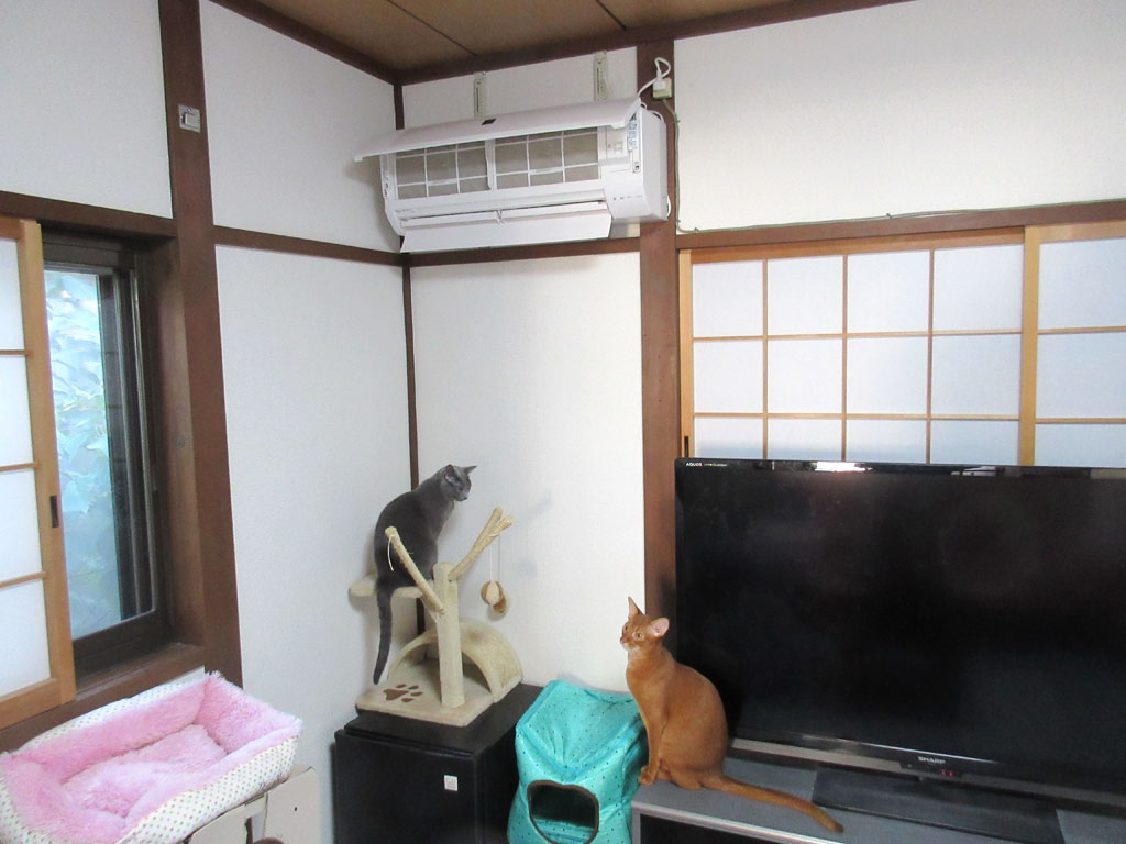 アビのすけも上りたそう。