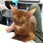 甘えん坊なアビシニアン。