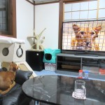 ライオンを見るアビシニアン。