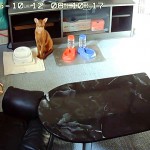 今朝のアビシニアンのアビのすけ。