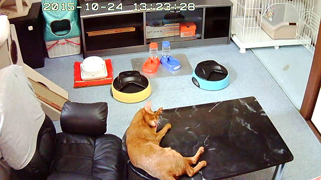 左手を舐め舐め。