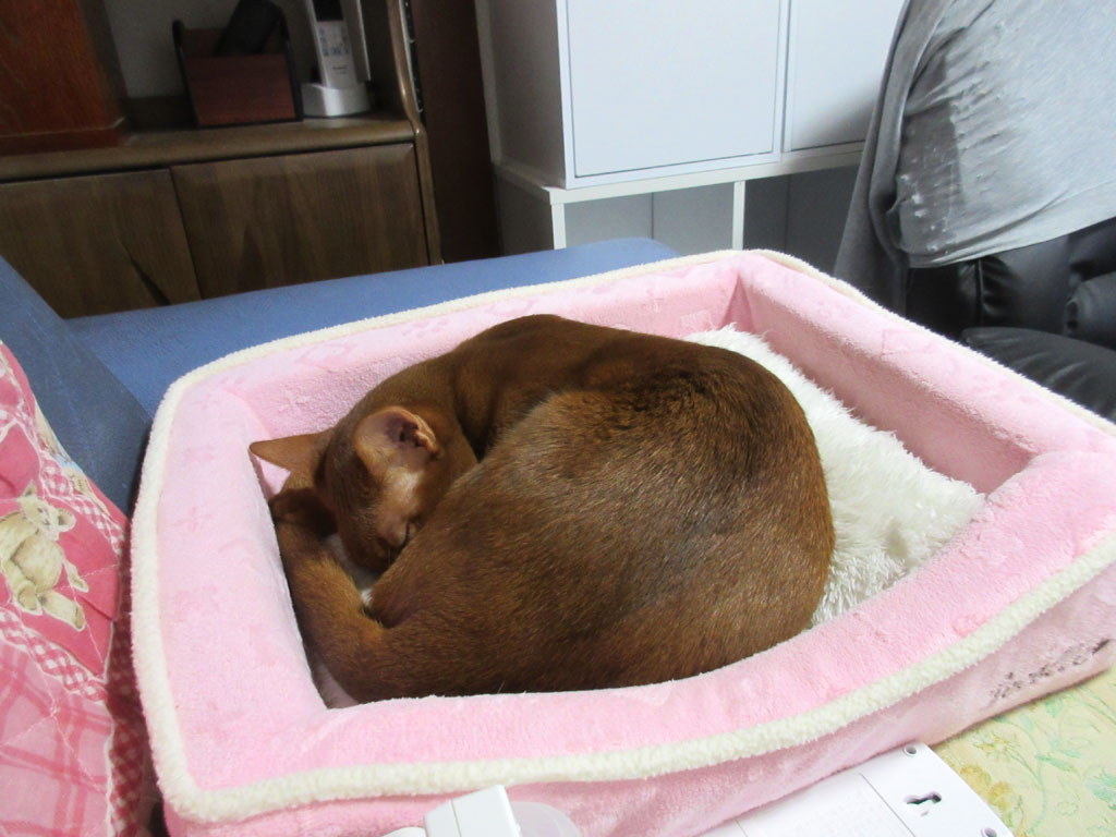 熟睡モードのアビシニアン。