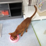 ご飯を食べるアビシニアン。