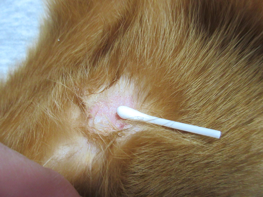 綿棒で塗り薬を塗りました。