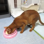 ご飯を食べるアビシニアン。