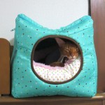 間抜け面なアビシニアン。