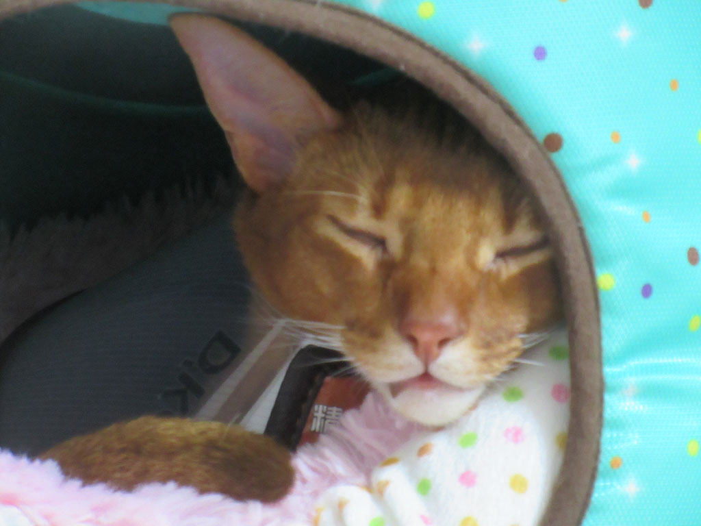 お眠のアビシニアン。