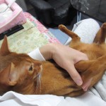 今朝のアビのすけ。