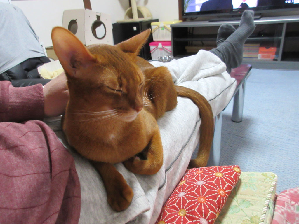 気持ち良さそうなアビのすけ。