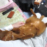 昨晩のアビのすけの皮膚の状況。