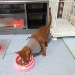 エリザベスカラーも何のその。