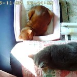 今日のロシ子とアビのすけ。