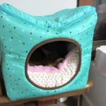 寝ているアビシニアン。