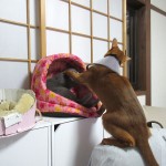 相変わらずうざいアビのすけ。