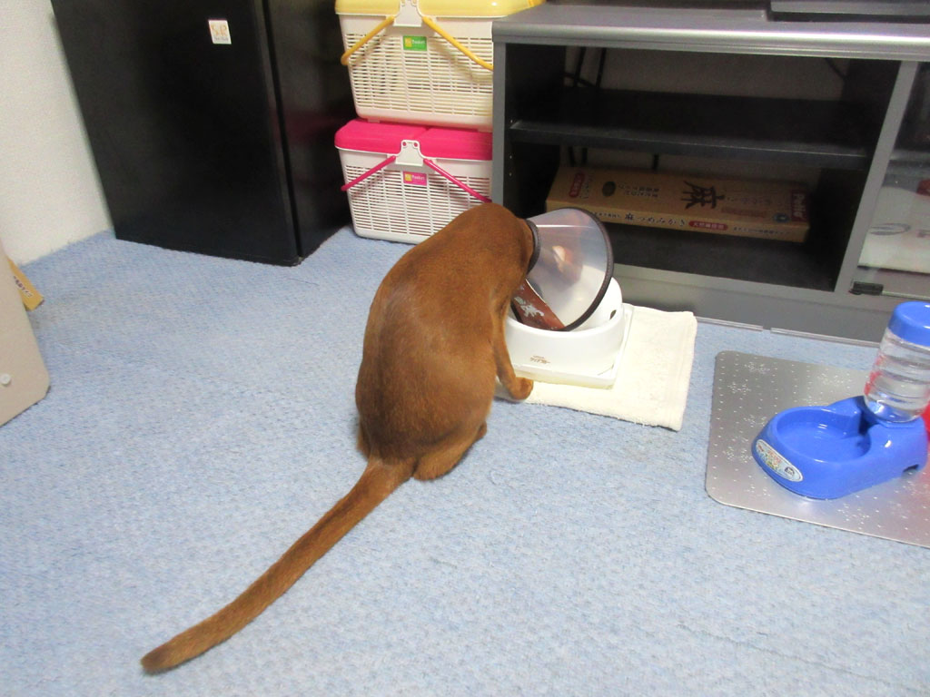 水を飲むアビのすけ。