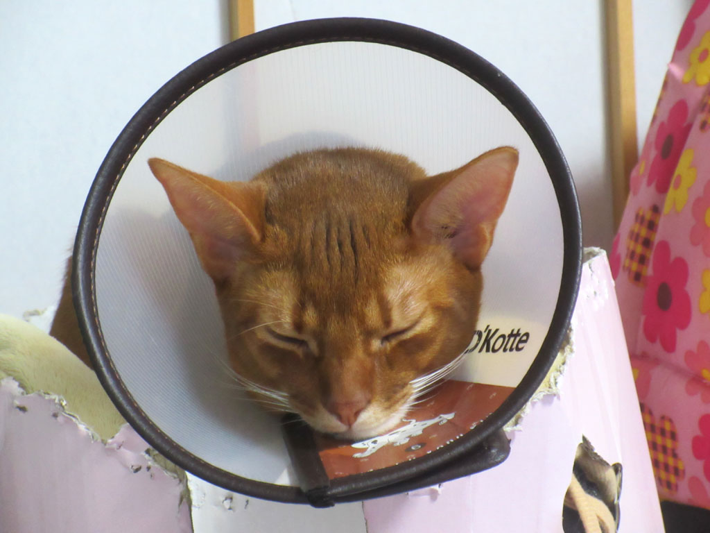 気持ち良さそうなアビシニアン。