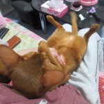 シャンプー後のアビのすけの皮膚炎。