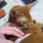 アビのすけの第9肋骨。