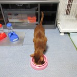 美味しいご飯を食べるアビシニアン。