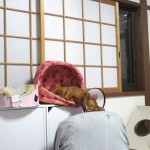 変な体勢のアビシニアン。