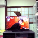 やんちゃなアビシニアン。