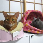 ロシ子とアビのすけ。