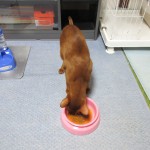 早食いのアビのすけ。