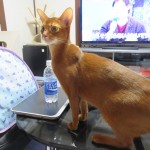 元気一杯なアビのすけ。