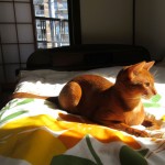 気持ち良さそうなアビシニアン。