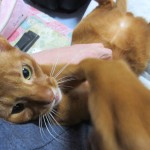 愛くるしいアビシニアン。