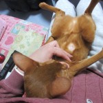 アビのすけの皮膚炎がほぼ完治。