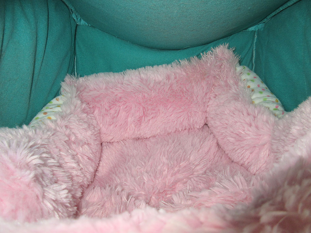 特選猫ベットの室内。