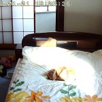 気持ち良さそうなアビシニアン。