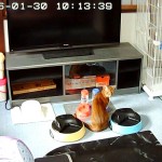 猫たちの朝のひと時。