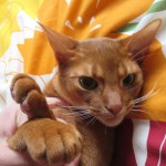 アビのすけを押さえ込み。