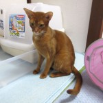 お澄ましをしているアビシニアン。