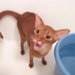 湯船の中のアビシニアン。