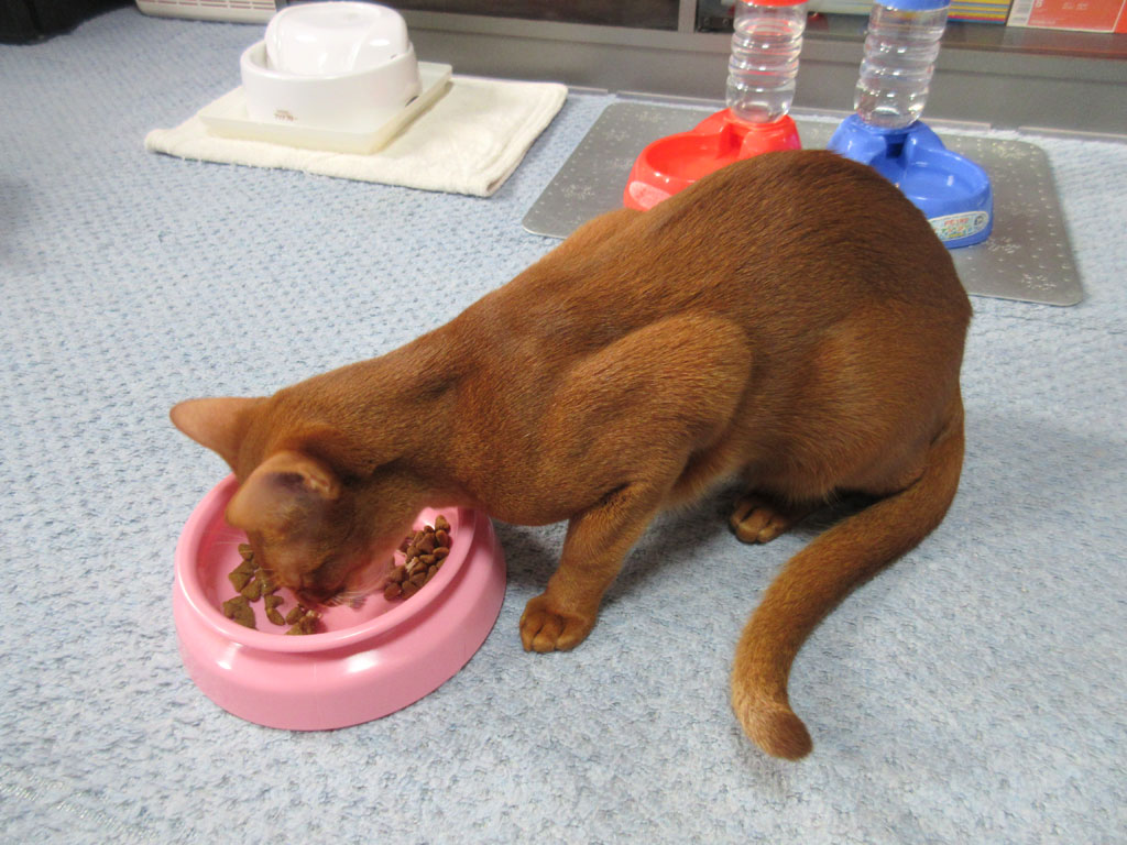 元気に朝ご飯を食べるアビシニアン。