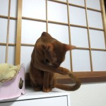 顔を洗うアビシニアン。