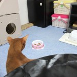 ロシ子のご飯に注目のアビシニアン。