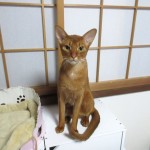 アビシニアンのアビのすけ。